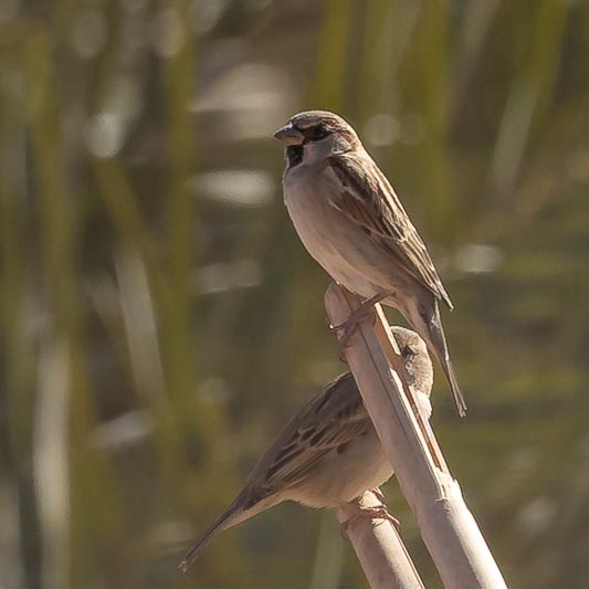 House Sparrow.jpg
